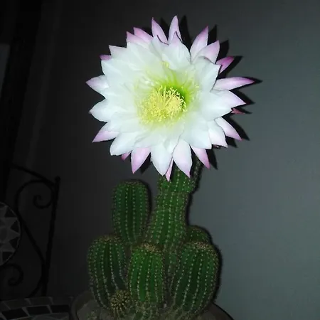Angolo Fiorito